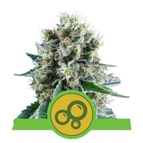 Bubble Kush Auto -Royal Queen Seeds (X10/X3/X1)