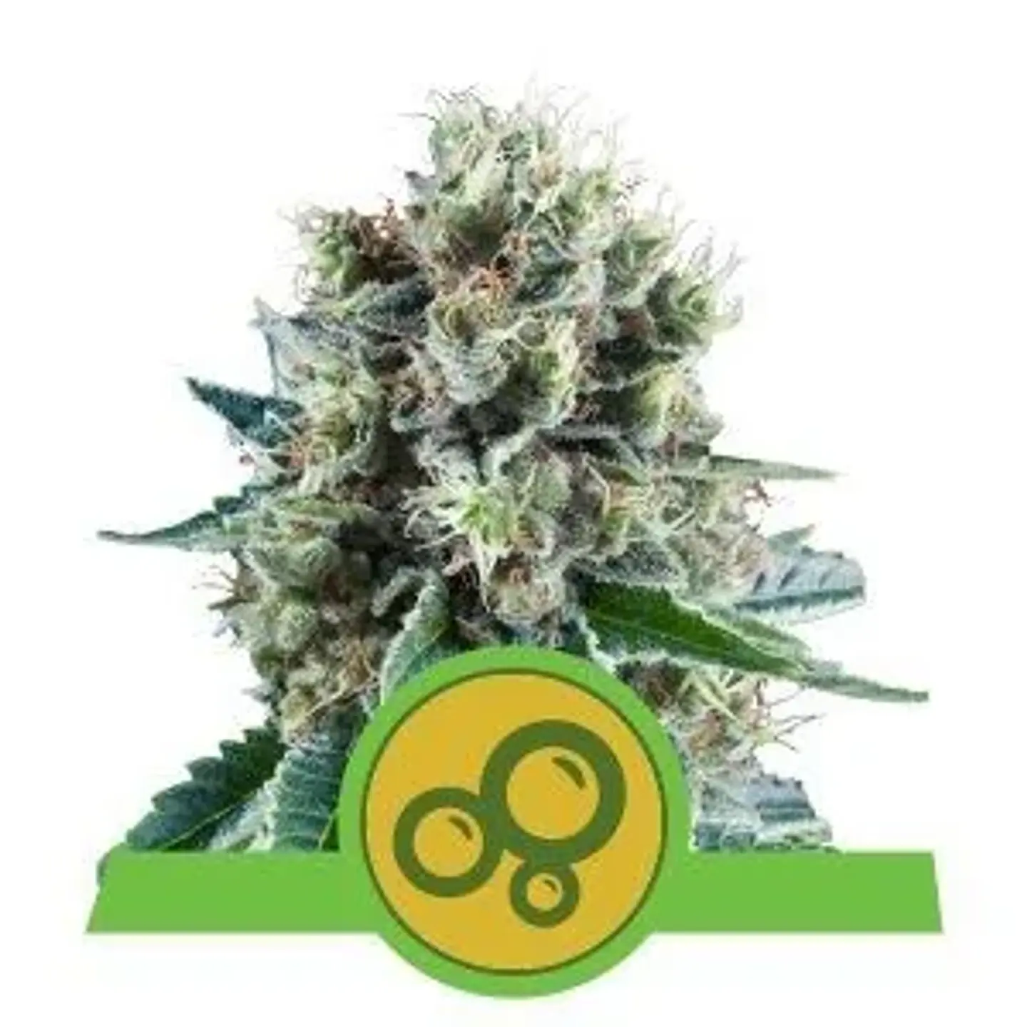 Bubble Kush Auto -Royal Queen Seeds (X10/X3/X1) 2