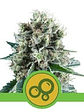 Bubble Kush  Auto X1-Royal Queen Seeds - Miniatura 2