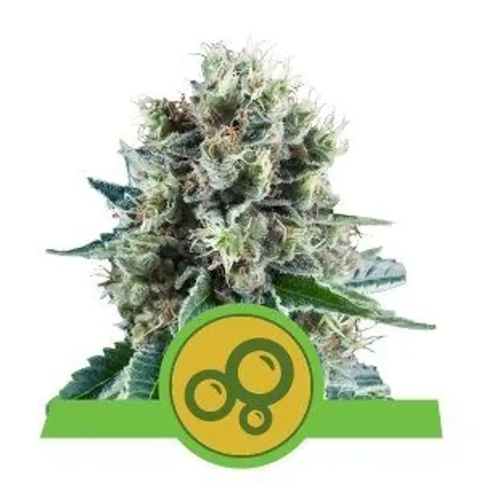Bubble Kush Auto -Royal Queen Seeds (X10/X3/X1) 2