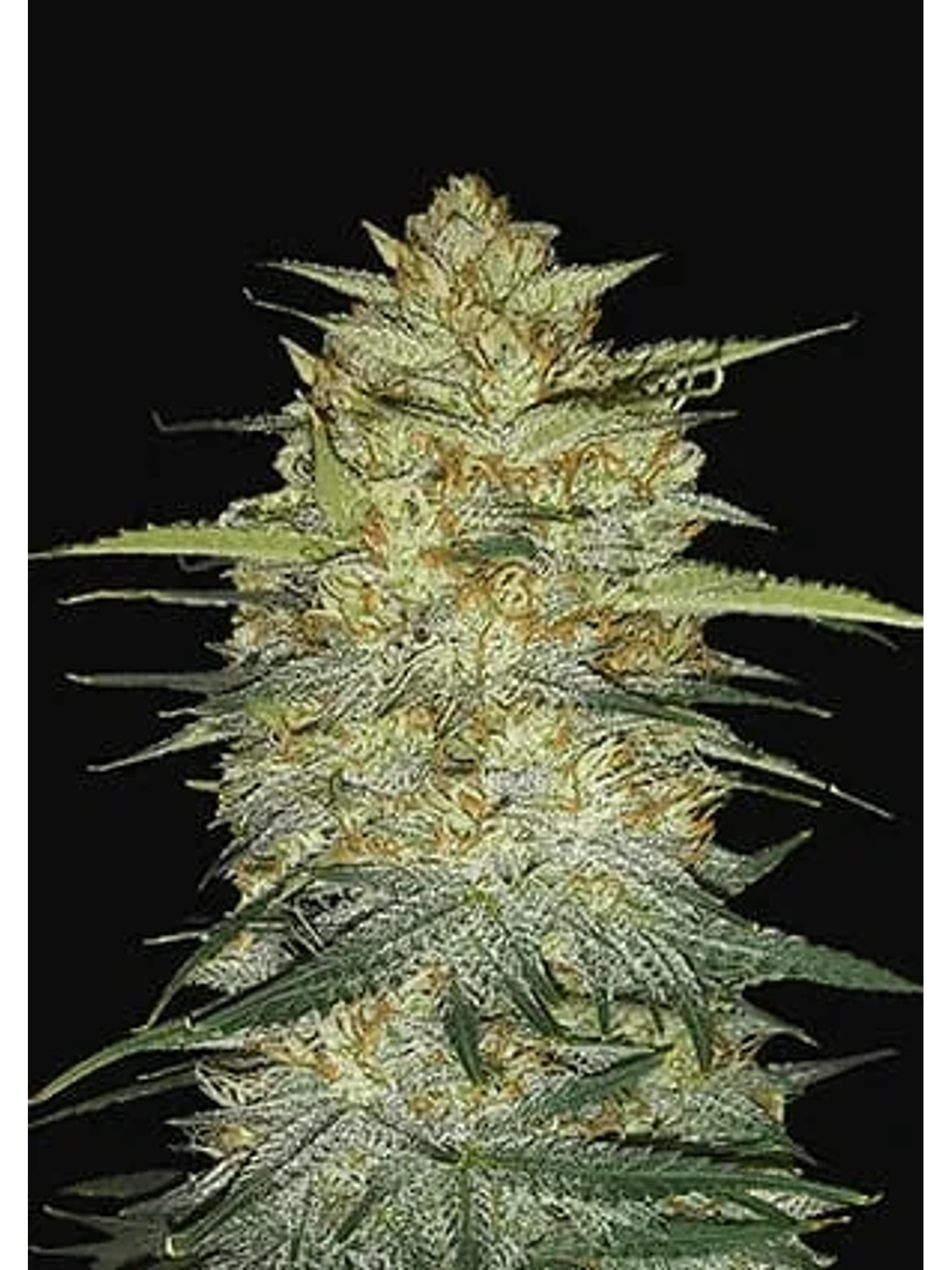 Original Og Kush Auto -Fast Buds (X3/X1) 2