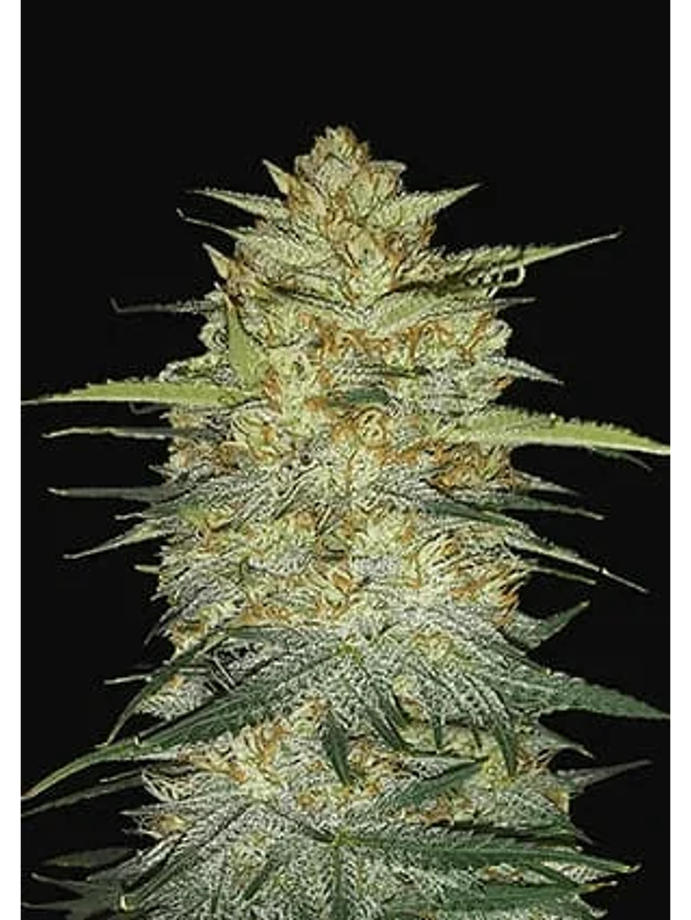 Original Og Kush Auto -Fast Buds (X3/X1) 2