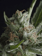 Shark  Fem X1-Pyramid Seeds - Miniatura 2