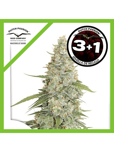 Meringue Fem X3-Dutch Passion 2