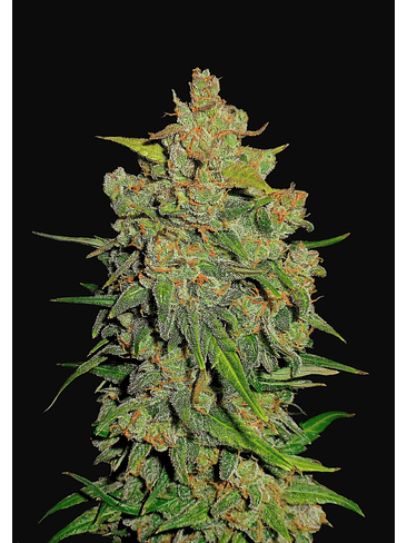 Lemon Ak Auto X1-Fast Buds 4