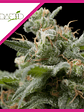Super Hash  Fem X1-Pyramid Seeds - Miniatura 2