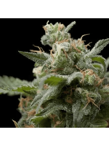 Super Hash  Fem X1-Pyramid Seeds 3