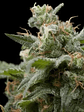 Super Hash  Fem X1-Pyramid Seeds - Miniatura 3