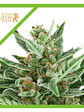 Easy Bud Auto X1-Royal Queen Seeds - Miniatura 4