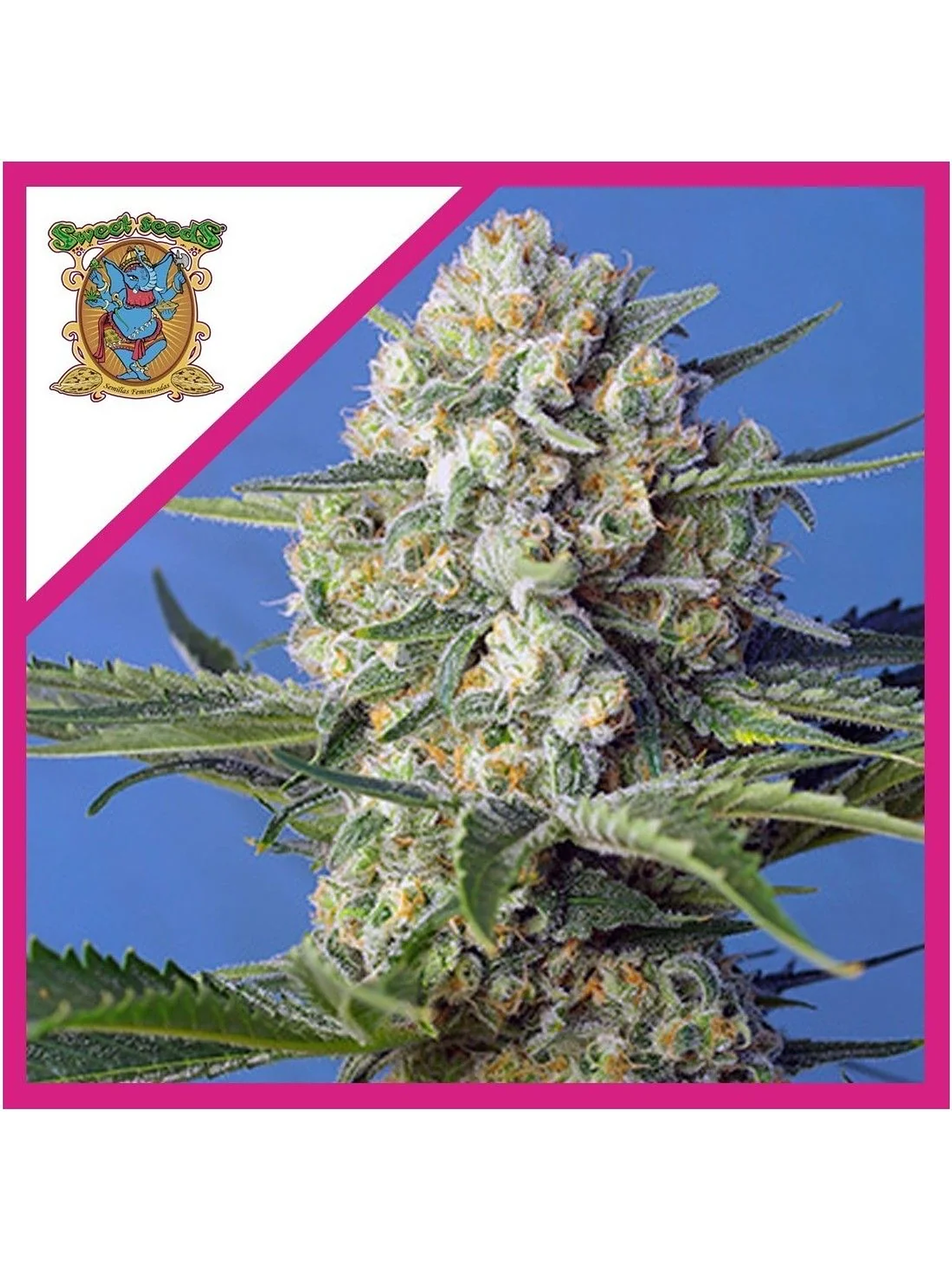 Crystal Candy F1 Fem® -Sweet Seeds (X25/X3+1) 5