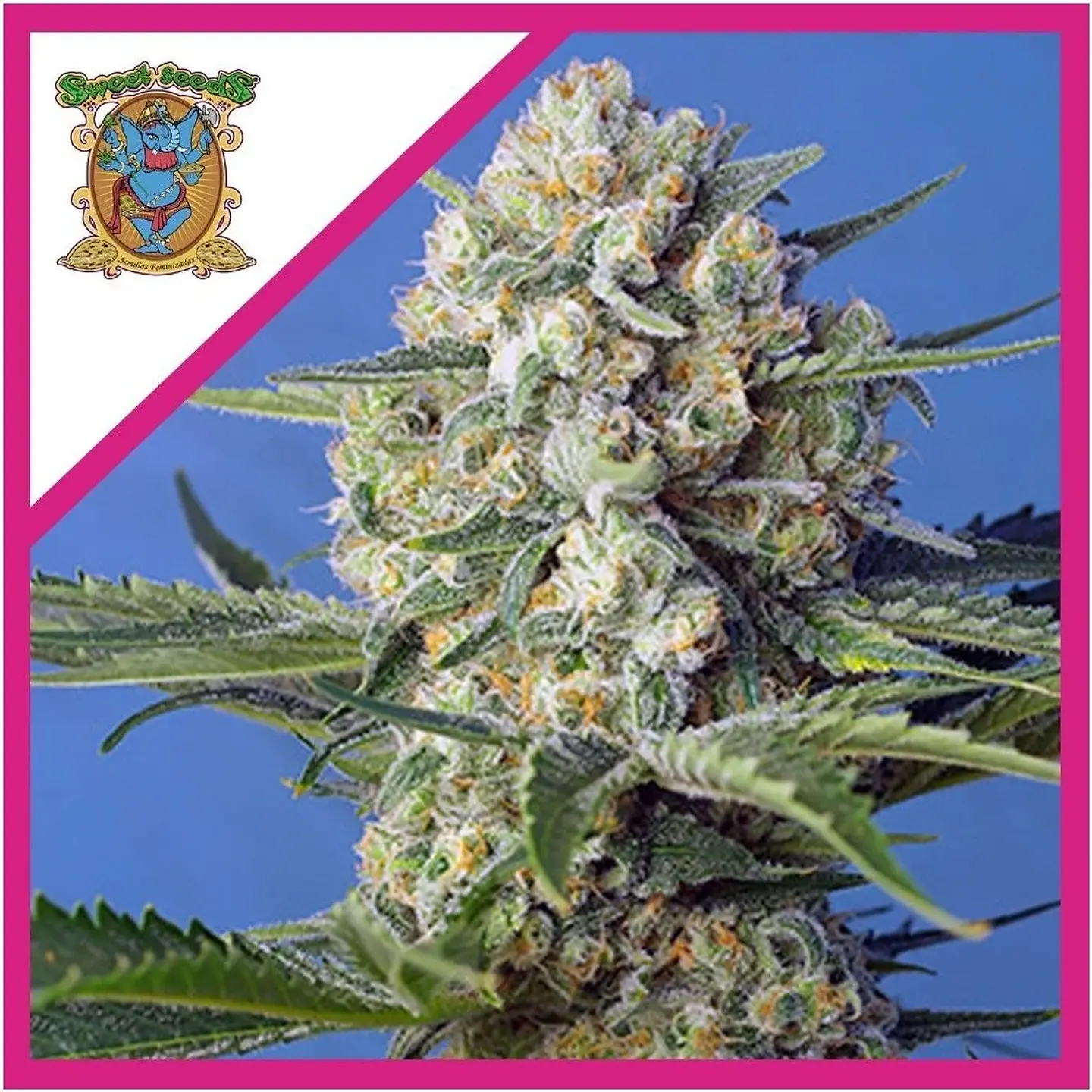 Crystal Candy F1 Fem® -Sweet Seeds (X25/X3+1) 5