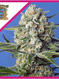 Crystal Candy F1 Fem® X3+1-Sweet Seeds - Miniatura 5