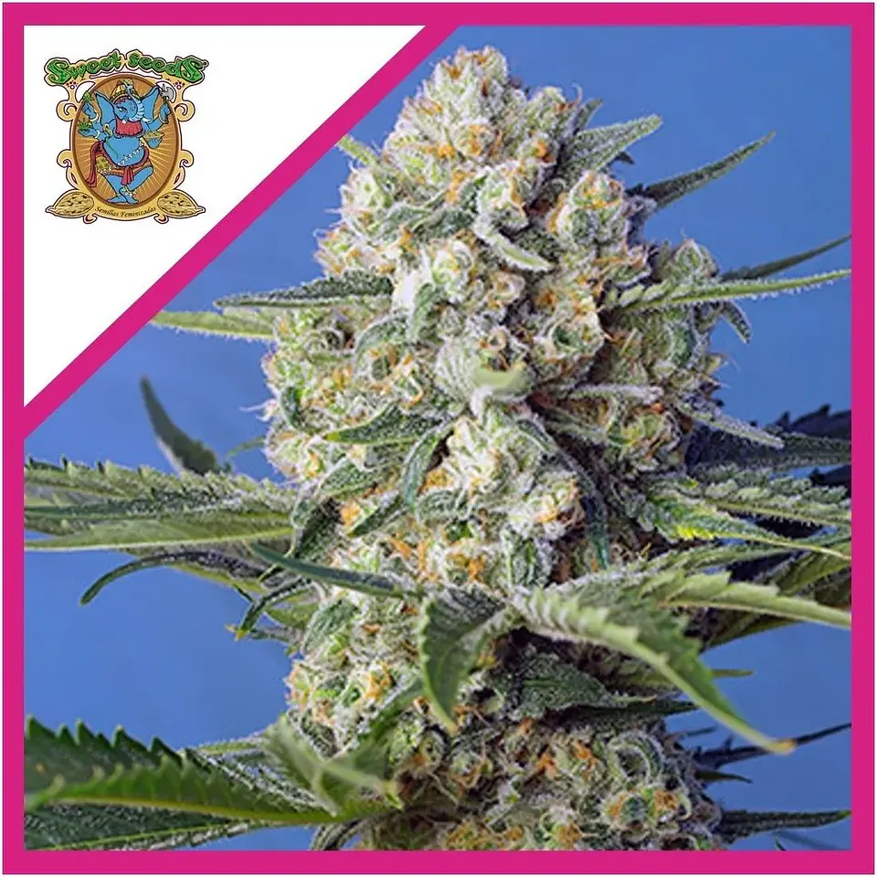 Crystal Candy F1 Fem® -Sweet Seeds (X25/X3+1) 5