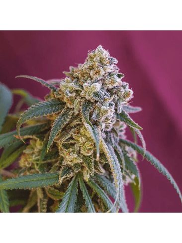 Green Crack Punch Usa Premium Fem X3-Royal Queen 3