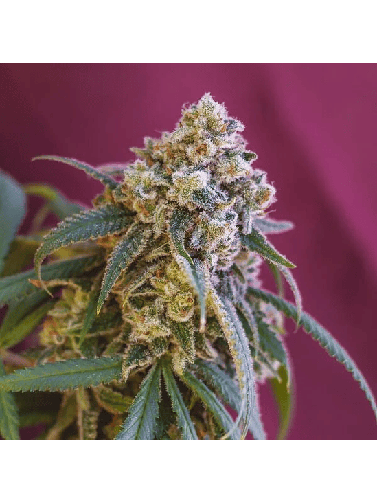 Green Crack Punch Usa Premium Fem X3-Royal Queen 3