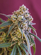 Green Crack Punch Usa Premium Fem X3-Royal Queen - Miniatura 3