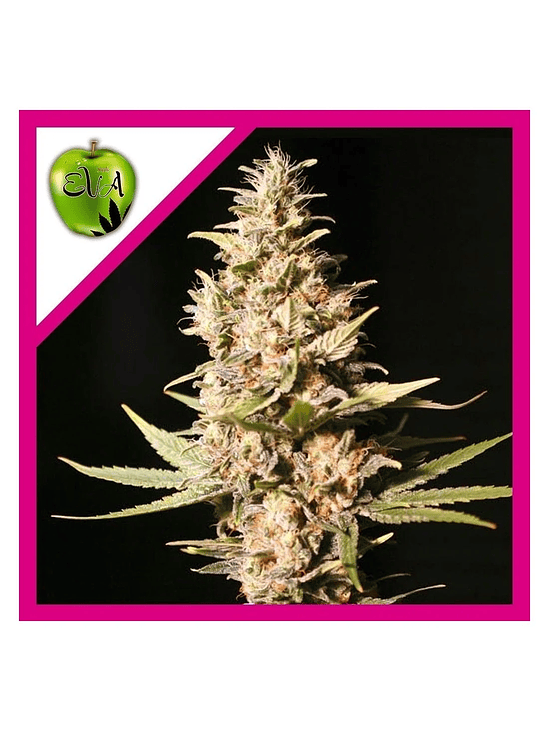 Missing In Barcelona Fem X3-Eva Seeds 2