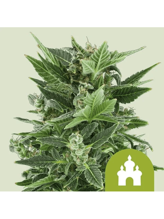 Royal Kush Auto X1-Royal Queen Seeds 3