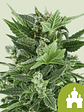 Royal Kush Auto X1-Royal Queen Seeds - Miniatura 3