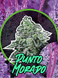 Punto Morado Fem X1-Delirium Seeds - Miniatura 3