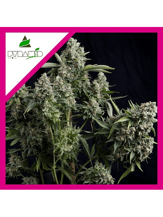 Tutankhamon Fem X1-Pyramid Seeds 2