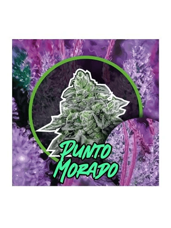 Punto Morado Fem X1-Delirium Seeds 4