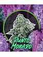 Punto Morado Fem X1-Delirium Seeds - Miniatura 4
