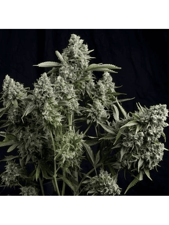 Tutankhamon Fem X1-Pyramid Seeds 4