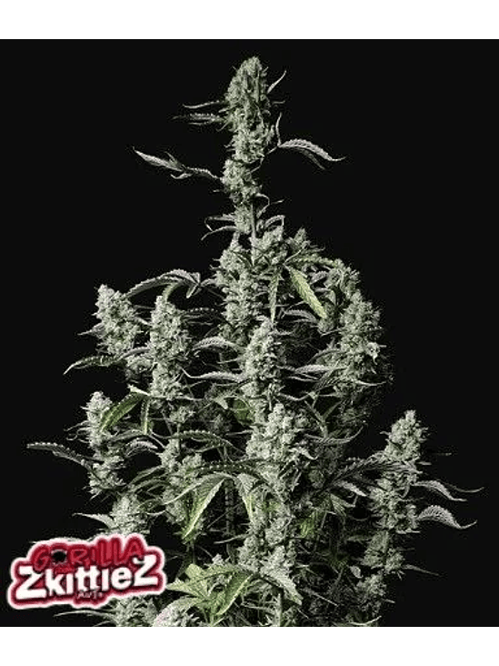 Gorilla Zkittlez Auto X1-Fast Buds 2