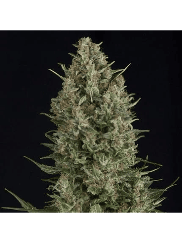 Wembley  Fem X1-Pyramid Seeds 3