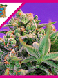Sweet Cheese F1 Fem® X25-Sweet Seeds - Miniatura 2