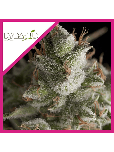 Fresh Candy  Fem X1-Pyramid Seeds 2