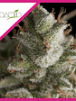 Fresh Candy  Fem X1-Pyramid Seeds - Miniatura 2