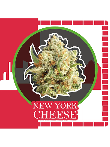 New York Cheese Auto X1-Delirium Seeds 2