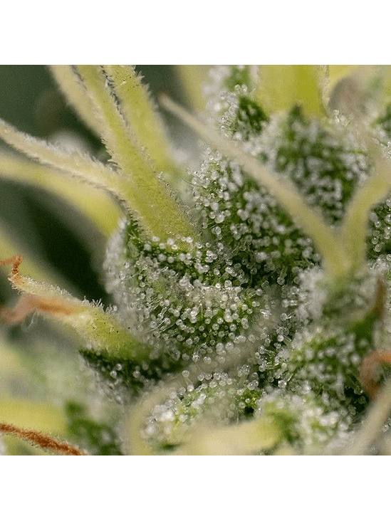 Kali Dog Fem X1-Royal Queen 2