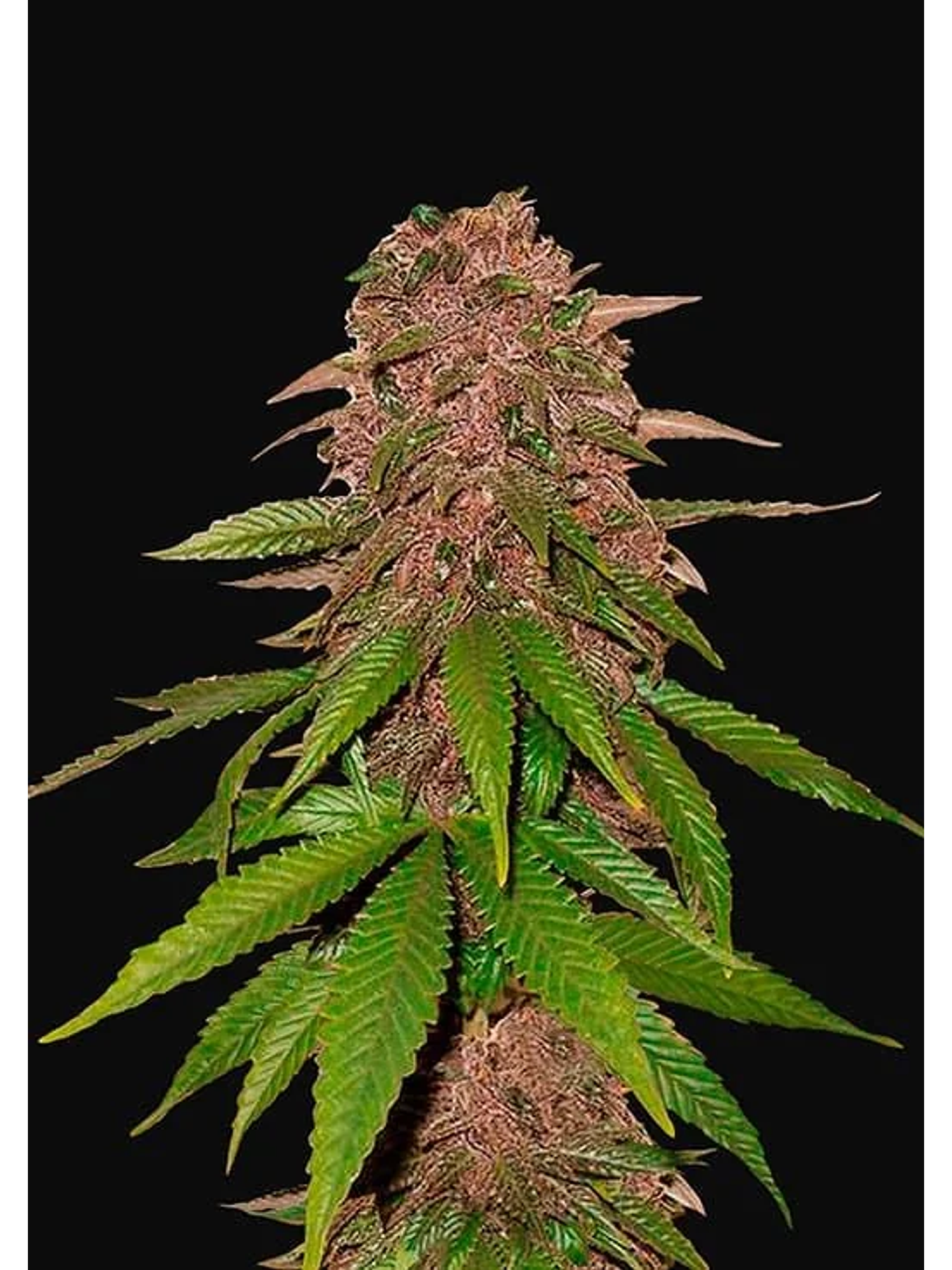 C4 Auto -Fast Buds (X3/X1) 2