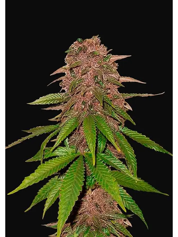 C4 Auto -Fast Buds (X3/X1) 2