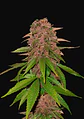 C4 Auto -Fast Buds (X3/X1) - Miniatura 2