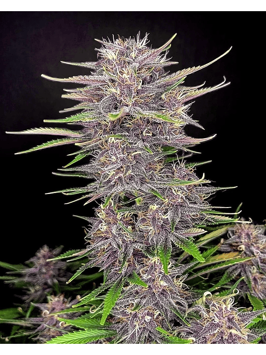 Banana Purple Punch Auto X1-Fast Buds 3