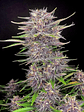 Banana Purple Punch Auto X1-Fast Buds - Miniatura 3