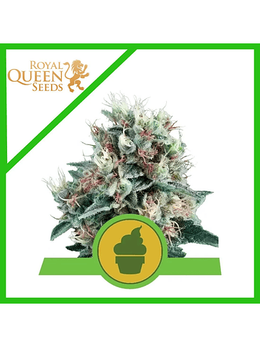 Royal Creamatic Auto X1-Royal Queen 2