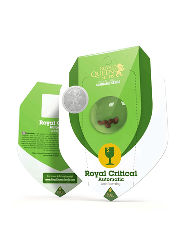 Royal Critical Auto X1-Royal Queen Seeds 2