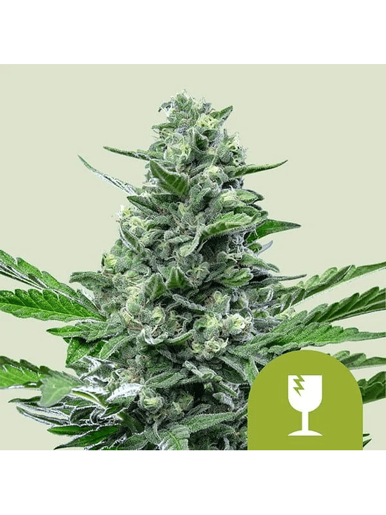 Royal Critical Auto X1-Royal Queen Seeds 3