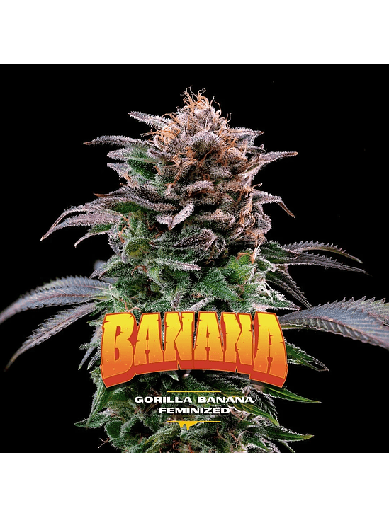 Gorilla Banana Fem X2-Bsf 3