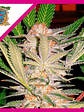 Sad F1 Fem® X3+1-Sweet Seeds - Miniatura 2