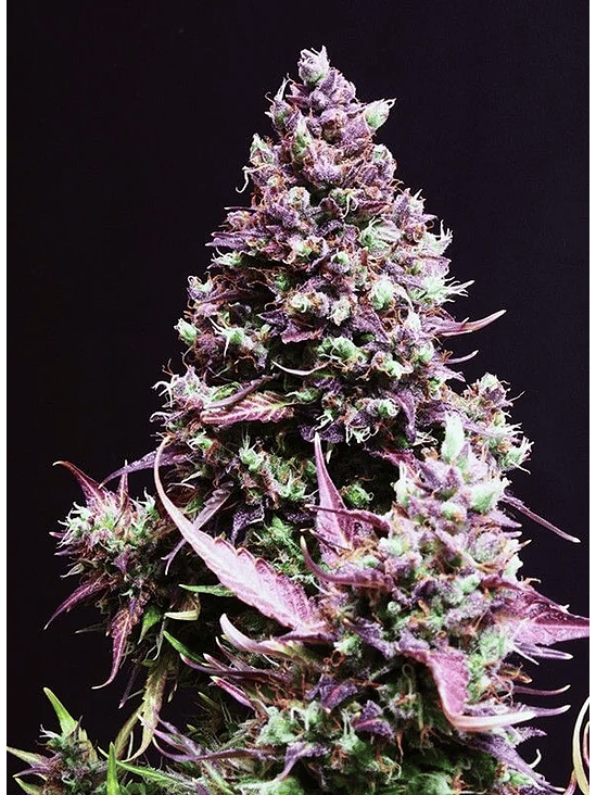 Cream Caramel  Auto® X3+1-Sweet Seeds 6