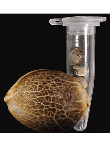 Gorilla Glue Auto X1-Fast Buds 2