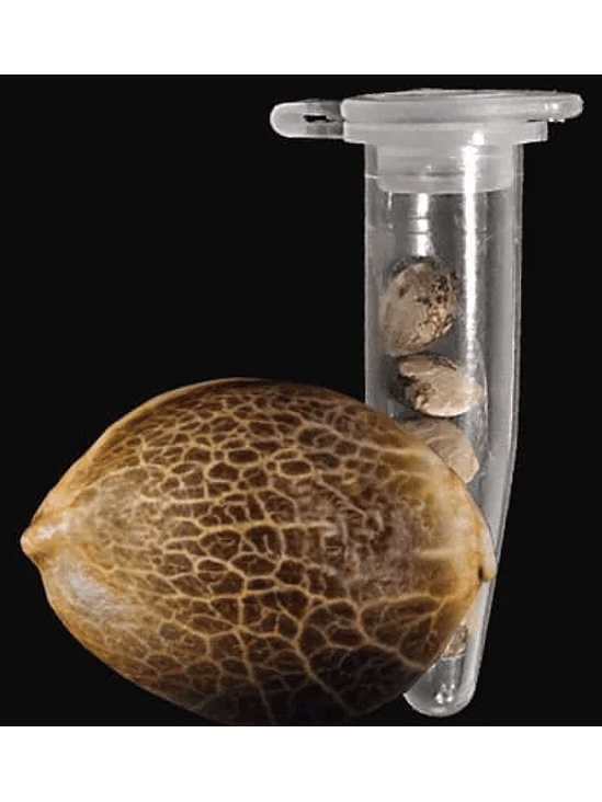 Gorilla Glue Auto X1-Fast Buds 2