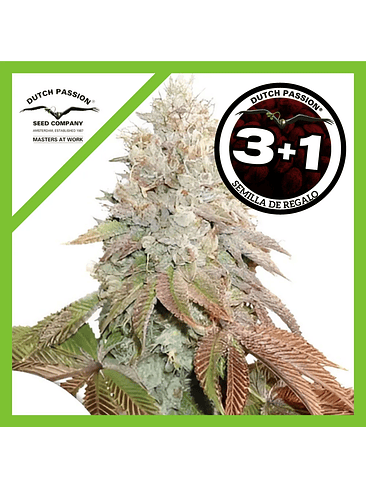 Banana Blaze Auto X3-Dutch Passion 2