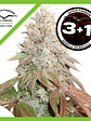 Banana Blaze Auto X3-Dutch Passion - Miniatura 2